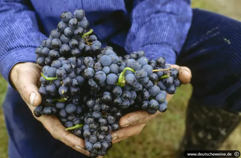 Kleine aber feine Weinernte 2024